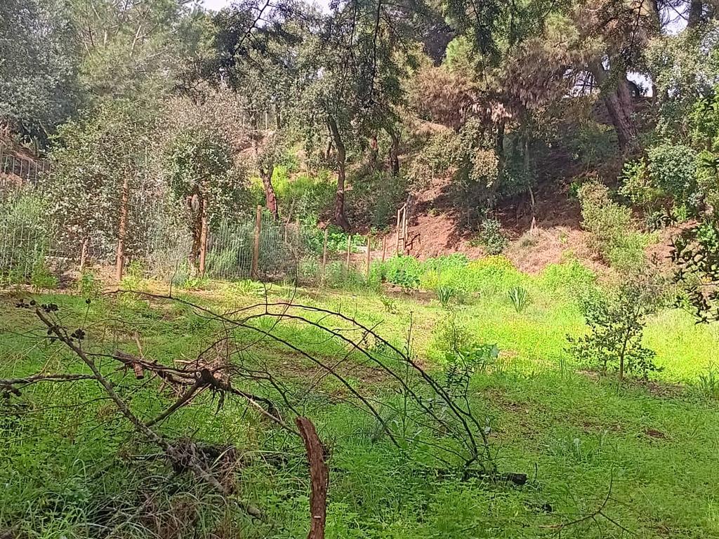 🏡 Terreno para Construção – 2.746 m² | Oportunidade Única Perto de Setúbal! 🌿 - Image 8