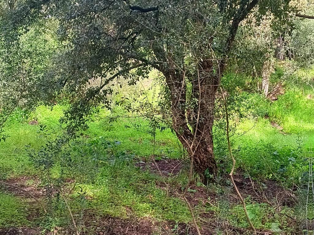🏡 Terreno para Construção – 2.746 m² | Oportunidade Única Perto de Setúbal! 🌿 - Image 10