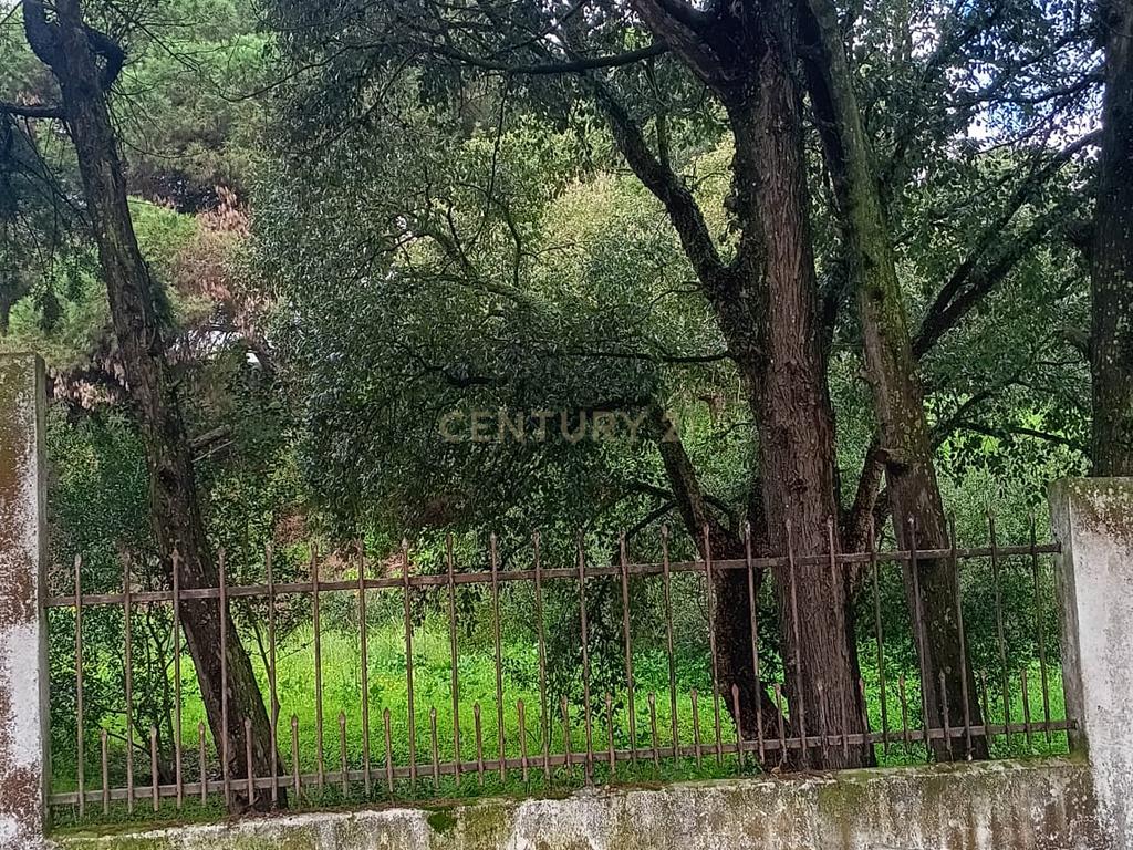 🏡 Terreno para Construção – 2.746 m² | Oportunidade Única Perto de Setúbal! 🌿 - Image 16
