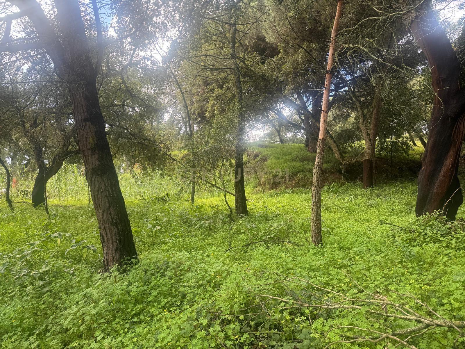 🏡 Terreno para Construção – 2.746 m² | Oportunidade Única Perto de Setúbal! 🌿 - Image 27