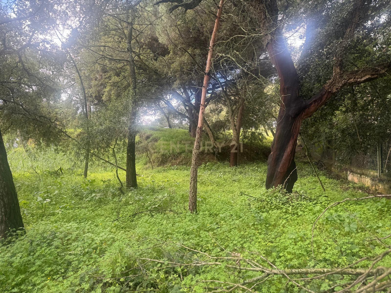 🏡 Terreno para Construção – 2.746 m² | Oportunidade Única Perto de Setúbal! 🌿 - Image 18