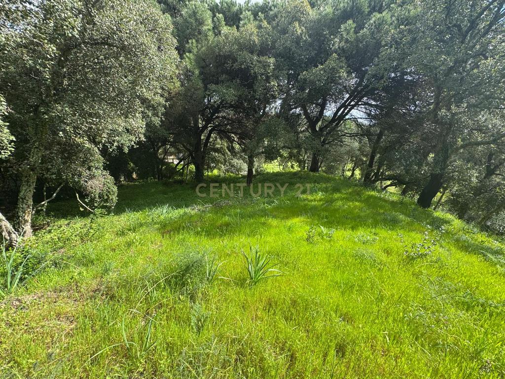 🏡 Terreno para Construção – 2.746 m² | Oportunidade Única Perto de Setúbal! 🌿 - Image 21