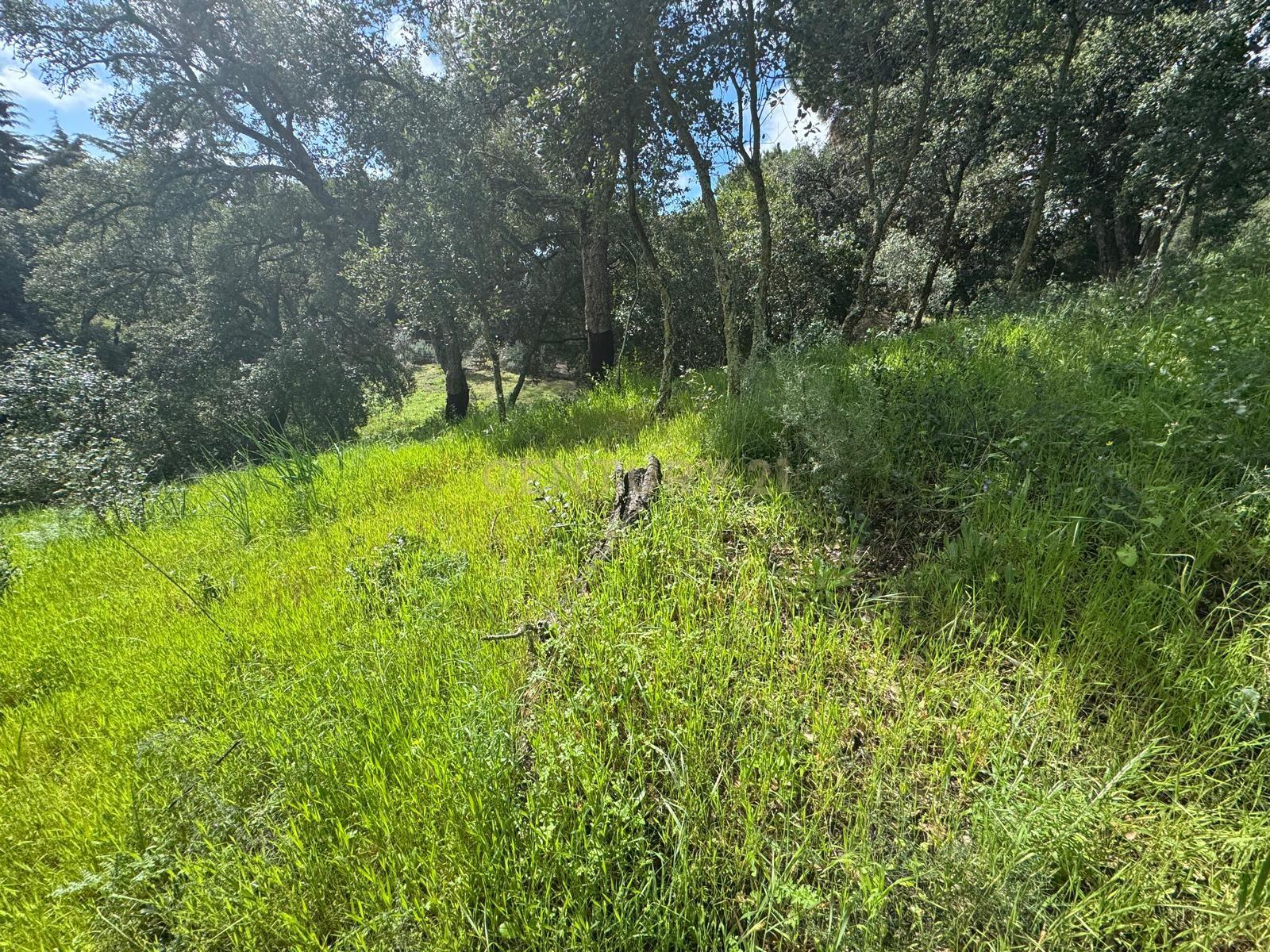 🏡 Terreno para Construção – 2.746 m² | Oportunidade Única Perto de Setúbal! 🌿 - Image 29
