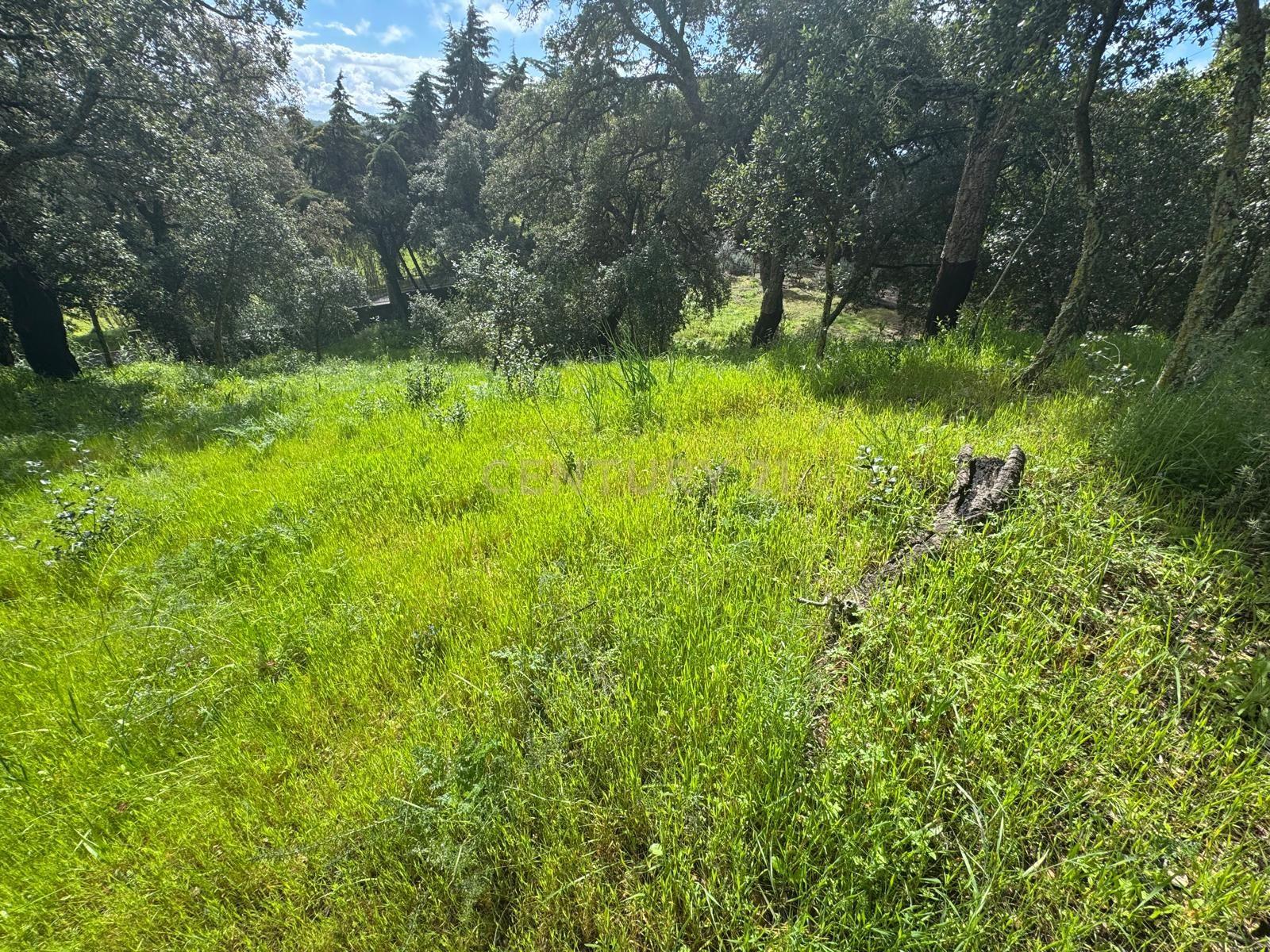 🏡 Terreno para Construção – 2.746 m² | Oportunidade Única Perto de Setúbal! 🌿 - Image 23