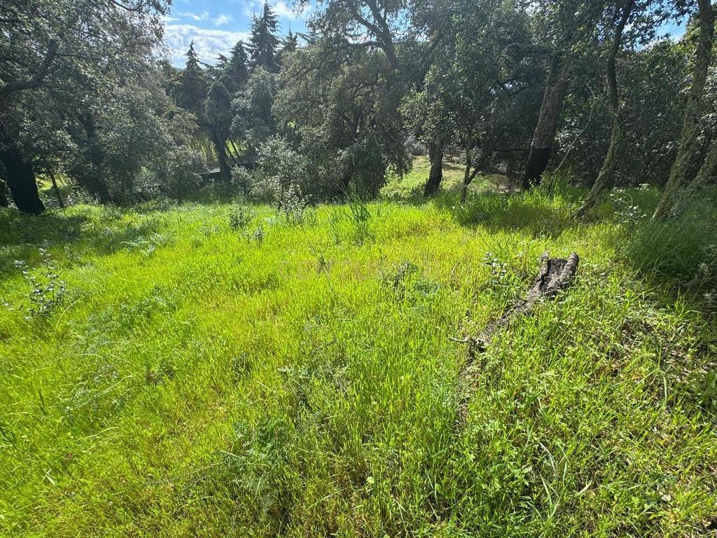 🏡 Terreno para Construção – 2.746 m² | Oportunidade Única Perto de Setúbal! 🌿 - Image 11