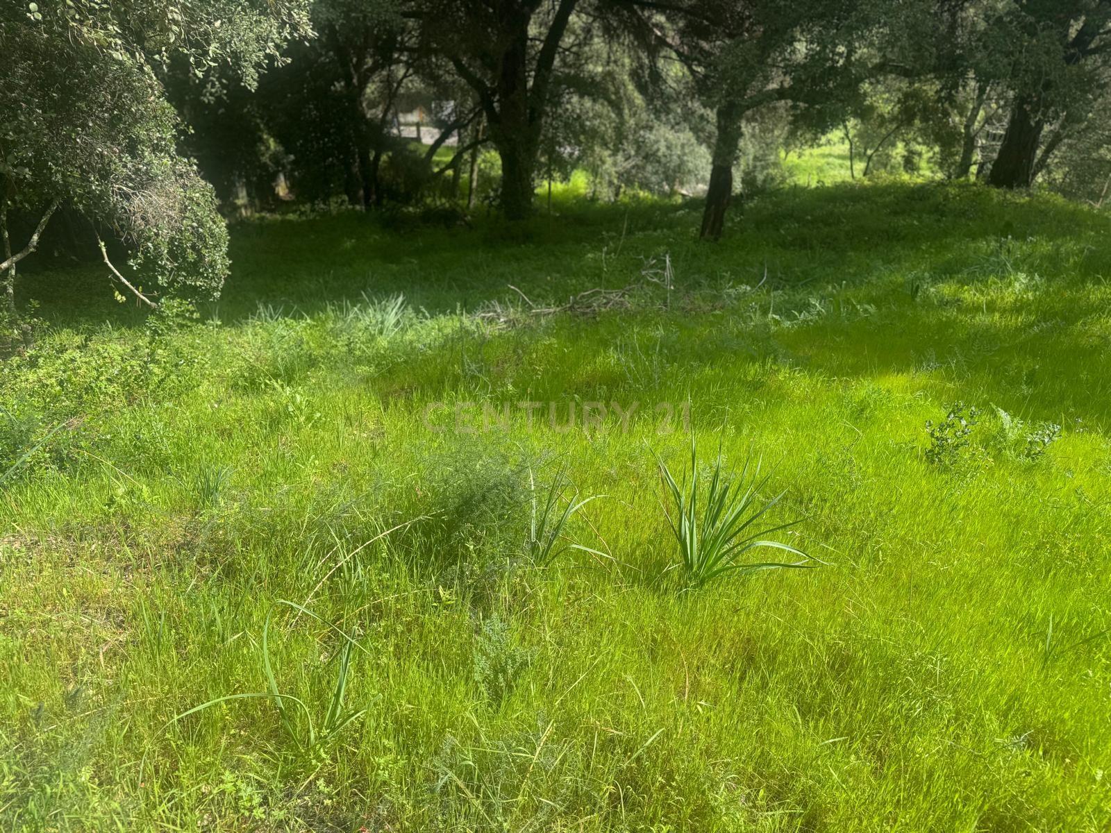 🏡 Terreno para Construção – 2.746 m² | Oportunidade Única Perto de Setúbal! 🌿 - Image 35