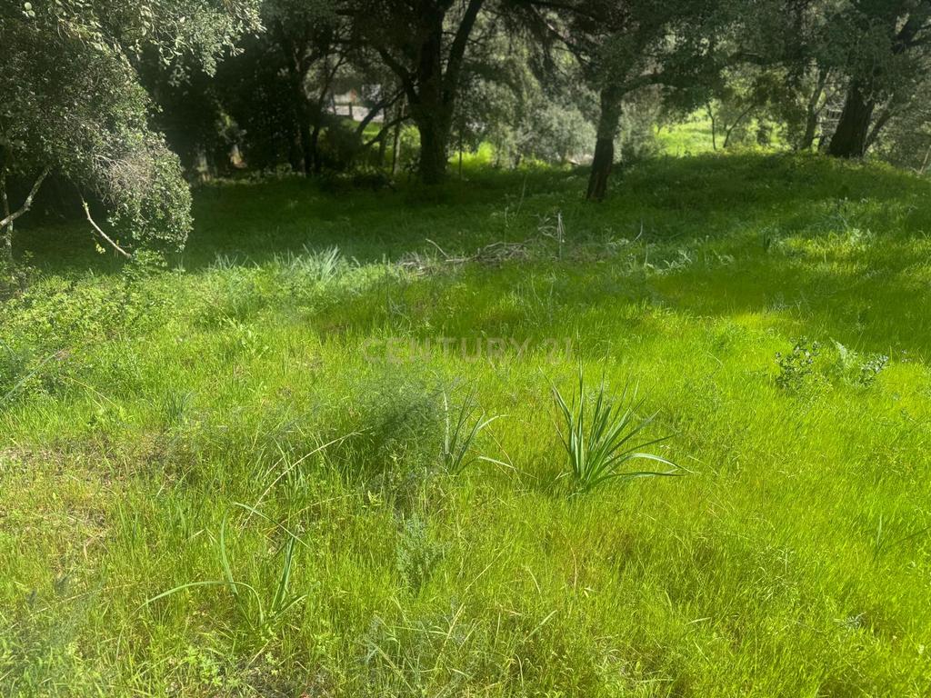 🏡 Terreno para Construção – 2.746 m² | Oportunidade Única Perto de Setúbal! 🌿 - Image 23