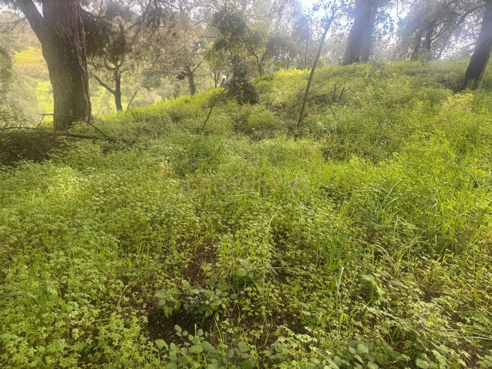 🏡 Terreno para Construção – 2.746 m² | Oportunidade Única Perto de Setúbal! 🌿 - Image 24