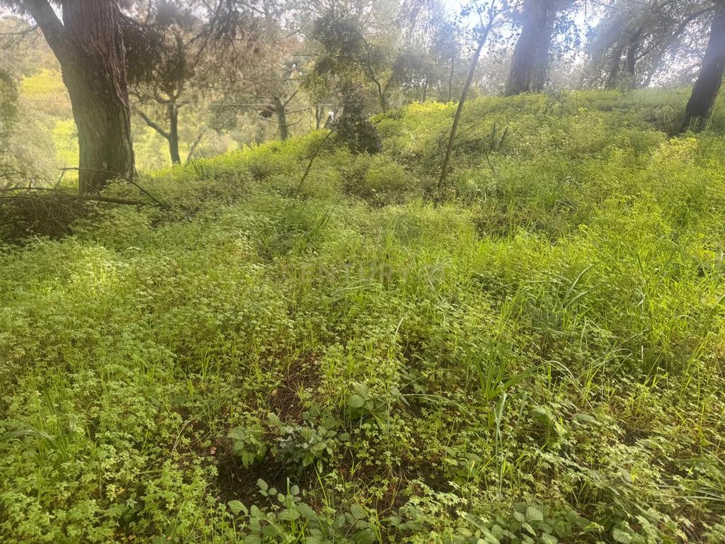 🏡 Terreno para Construção – 2.746 m² | Oportunidade Única Perto de Setúbal! 🌿 - Image 12