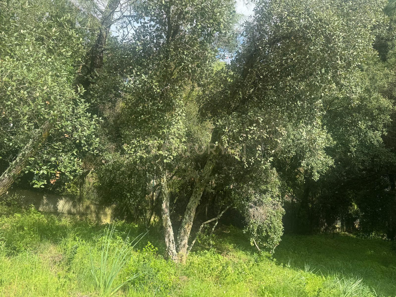 🏡 Terreno para Construção – 2.746 m² | Oportunidade Única Perto de Setúbal! 🌿 - Image 21