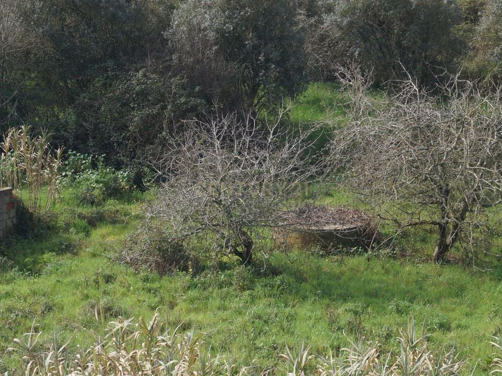 Terreno Urbano para Construção em Vale de Óbidos, Rio Maior - Image 10